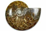 Polished Ammonite (Cleoniceras) Fossil - Madagascar #369611-1